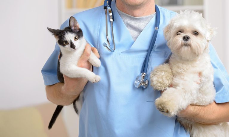 study-veterinary-medicine-in-netherlands